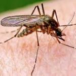 Как защититься от комаров на даче?