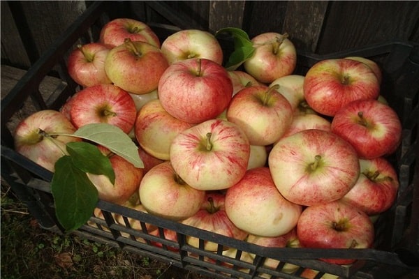 Как выглядят яблоки бельфлер башкирский